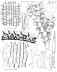 Fig. 112. Isolembidium anomalum (Rodway) Grolle (figs. 3, 7–9, from  var. cucullatum; 1, 2, 4–6, 10, from  var. anomalum). 1. Capsule wall, inner layer. 2. Dehisced capsule. 3. Sector of erect leafy shoot with a Microlepidozia -type branch (= MB), and its associated half-leaf (= HL), a Frullania -type branch (= FB) and its associated half-leaf (= HL) and a ventral-intercalary branch (= VIB), ventral view. 4. Bracts and in middle, bracteole. 5. Capsule wall, cross section. 6. Capsule wall, outer layer showing two-phase development. 7–9. Cladographs, the apex and base of the main shoot indicated with asterisks (♂ = androecial branch; SB = stoloniform branch; LB = erect leafy branch; FB =Frullania -type branch; MB =Microlepidozia -type branch; dash [--] = severed shoot). 10. Sector of upright leafy shoot with gynoecium; note perianth shape and closely ensheathing bracts (LB = erect leafy branch). (Figs. 1, 2, 4–6, 10, from Engel 19535, Tasmania, Weindorfers Forest; 3, 7–9, from Oliver s. n., Auckland Is.). © All rights reserved. [Image: 4XYY]