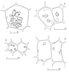 Fig. 113. Oil-bodies, all with the outline of a few chloroplasts included. 1. Zoopsidella caledonica (Steph.) R.M.Schust. Disc cell at sinus base. 2. Isolembidium anomalum (Rodway) Grolle. Cells of median lamina of leaf, note that chloroplasts (not shaded) are ± size of the oil-bodies. 3. Isolembidium anomalum (Rodway) Grolle. Cells of median lamina of leaf. 4. Hygrolembidium acrocladum (Berggr.) R.M.Schust. Cells of lower-middle of leaf. (Fig. 1, from Glenny 9099, New Zealand, South Is., Westland EP, Mt. Brown; 2, from Glenny 8911, New Zealand, South Is., Western Nelson EP, Waimangaroa R., S end of Happy Valley (Cypress Stream); 3, from Glenny 9350, New Zealand, South Is., Western Nelson EP, Mt. Augustus; 4, from Glenny 9399b, New Zealand, South Is., Western Nelson EP, Brunner Ra.). © All rights reserved. [Image: 4XYZ]