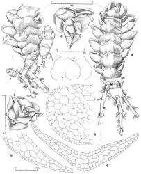 Fig. 114. Hygrolembidium triquetrum J.J.Engel & R.M.Schust. 1. Leafy shoot with triradial, Haplomitrium gibbsiae -like facies; note androecial branch at left (= ♂). 2, 3. Views toward apex of shoot. 4. Leafy branch, ventral view; note 3 stoloniform branches and the collar of a fourth, severed branch. 5, 6. Leaves, cross sections through basal sector. 7. Underleaves, note that most of incision at apex is due to tearing (= stipple). 8. Stem, cross section through leafy shoot. (All from holotype.). © All rights reserved. [Image: 4XZ0]