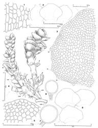 Fig. 115. Hygrolembidium triquetrum J.J.Engel & R.M.Schust. 1. Median-basal leaf cells (outer face). 2. Two underleaves and in middle a leaf, all from same axis; note that most of incision at apex of underleaves is due to tearing (= stipple). 3. Sector of leaf (sp = slime papilla). 4. Portion of plant showing a smaller leafy branch at left, a stoloniform branch (= sb) and, at right, androecial branches from all 3 merophytes of a larger leafy branch (♂ = androecial branch; omb = old male branch, the distal portions withered and not shown; olb = old leafy branch). 5. Median-apical leaf cells. 6, 7. Antheridia, both at scale shown for Fig. 7. 8. Leaves, all from one upright leafy shoot; upper and lower stippled lines for each leaf indicate adaxial and abaxial points of insertion respectively. (All from holotype.). © All rights reserved. [Image: 4XZ1]