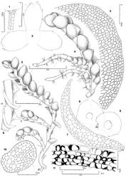 Fig. 116. Hygrolembidium acrocladum (Berggr.) R.M.Schust. 1. Antheridium. 2. Bracts, and in middle, bracteole (note: figure drawn at 0.33× magnification of leaves and underleaves; note also triradial symmetry; stipple distally indicates tear). 3. Distal portion of leaf. 4. Portion of main shoot with 2 ventral-intercalary androecial branches, lateral view; note ♂ branches proliferate vegetatively distally and become stoloniform. 5. Portion of main shoot with 2 ventral-intercalary androecial branches; note determinate ♂ branches (sb = stoloniform branch). 6. Sector of leafy shoot, lateral aspect, the leaves cut off except for basal ca. 0.25; note fleshy leaf bases (ul = underleaf). 7. Leaf, cross section through basal sector (vm = ventral margin). 8, 9. Leaves and within each, an underleaf, all from same upright leafy shoot (dm = dorsal margin). 10. Stem, cross section through leafy shoot. 11. Capsule wall, cross section. (All from Engel 13950, Tasmania, Cradle Mt.). © All rights reserved. [Image: 4XZ2]