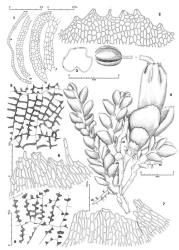 Fig. 117. Hygrolembidium acrocladum (Berggr.) R.M.Schust. 1. Left to right: cross sections through 3 levels of perianth (a = distal 0.25; m = medium sector; b = base) and calyptra base (= c). 2. Distal portion of innermost bract. 3. Perianth, cross section through distal 0.25 (stippled areas indicate bistratose sectors, the remainder unistratose). 4. Portion of plant with main leafy shoot, 2 ventral-intercalary leafy branches and a gynoecium with mature sporophyte; note isophyllous gynoecium (sb = stoloniform branch). 5. Capsule wall, inner layer. 6, 7. Portion of perianth mouth (each Fig. from a different perianth). 8. Capsule wall, outer layer. (All from Engel 13950, Tasmania, Cradle Mt.). © All rights reserved. [Image: 4XZ3]