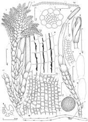 Fig. 118. Megalembidium insulanum (W.Martin & E.A.Hodgs.) R.M.Schust. 1. Plant showing an erect, pinnately branched, dendroid "frond," 2 perianths (one with a mature sporophyte, = S) and, at base, a stolon, dorsal view, the stolon has an intercalary origin from extreme base of leafy shoot (basal to point at B, at arrow); not shown at point B are 4 additional gyres of leaves; several other stolons also originate from near the point of origin of the stolon shown, resulting in a basal system of stoloniform axes; the other upright, dendritic "frond" (at position indicated by UDF) not shown. 2. Portion with 2 sporophyte-bearing gynoecia, one originating at point A, the other (not shown) at point B; also shown at left is basal portion of leafy branch; note the spiral lines of dehiscence. 3. Capsule showing spirally twisted valves. 4, 5. Innermost ♀ bracts. 6. Distal portion of perianth, cross section. 7. Perianth base, cross section. 8. Seta, cross section. 9. Capsule wall, outer layer. 10. Capsule wall, inner layer. 11. Spore. 12. Elater and outline of 2 spores. (All from Braggins 98474C, New Zealand, Westland Natl. Park, Omoeroa Saddle.). © All rights reserved. [Image: 4XZ4]