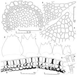 Fig. 119. Megalembidium insulanum (W.Martin & E.A.Hodgs.) R.M.Schust. 1. Stem, cross section. 2. Leaves (left to right and all drawn to same scale): A = leaf of main shoot below level of onset of branches; B = leaf of main shoot above level of branches; C–E = leaves of primary, secondary and tertiary branches respectively. 3. Lobe of main shoot leaf above level of branches, arrows indicate sinus bases (note enlarged cells). 4. Lobe of main shoot leaf below level of branches (note undifferentiated cells). 5–7. Antheridial stalks. 8. Capsule wall, cross section. (Figs. 1–4, 8, from Braggins 98474C, New Zealand, Westland Natl. Park, Omoeroa Saddle; 5–7, from Engel 24675, New Zealand, Stewart Is., Pryse Peak.). © All rights reserved. [Image: 4XZ5]