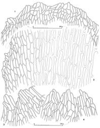 Fig. 120. Megalembidium insulanum (W.Martin & E.A.Hodgs.) R.M.Schust. 1. Distal portion of ♀ bract. 2. Portion of ♀ bract showing thin-walled marginal cells and exceedingly thick-walled cells in a large median field. 3, 4. Portions of perianth mouth. (All from Braggins 98474C, New Zealand, Westland Natl. Park, Omoeroa Saddle.). © All rights reserved. [Image: 4XZ6]