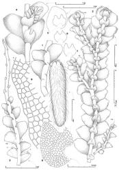 Fig. 121. Calypogeia sphagnicola (Arnell & J.Perss.) Warnst. & Loeske. 1. Portion of main shoot with marsupium, dorsal view. 2. Portion of main shoot (ventral view) with 2 Frullania -type branches (= FB; note first branch underleaf) and a ventral-intercalary branch (= VIB); rhizoids shown in part. 3. Portion of gemmiparous shoot, with, toward base, 2 young marsupia (= ♀, shown in outline); dorsal view. 4. Portion of main shoot with androecium, ventral view. 5–7. Leaf and underleaves, all drawn to same scale. 8. Portion of leaf apex (= A) and distal portion of ventral margin (drawn to scale at right of figure). 9. Lateral half of underleaf. (Fig. 1, from Allison 13031, New Zealand, South Is., Otago EP, Swampy Hill [MPN]; 2, 3, 5–9, from Engel 17719, New Zealand, South Is., Otago EP, summit plateau of Mt. Maungatua; 4, from Child H2528, New Zealand, South Is., Otago EP, Swampy Hill summit.). © All rights reserved. [Image: 4XZ7]