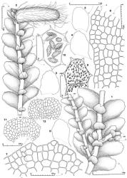 Fig. 122. Mnioloma novaezelandiae J.J.Engel. 1. Portion of main shoot with 2 ventral-intercalary branches (= VIB) and a young gynoecium (= ♀), ventral view. 2. Portion of main shoot with marsupium and a young female inflorescence (= ♀), ventral view. 3–6. Leaves (all drawn to same scale). 7. Portion of leaf apex showing marginal row of smaller cells. 8. Portion of apex (= A) and dorsal lateral margin of leaf showing marginal row of smaller cells. 9. Median leaf cells showing surface papillae. 10. Median leaf cells with oil-bodies and a few chloroplasts. 11, 12. Underleaves; rhizoids shown with stipple at right; note small slime papillae (= SP). (Figs. 1–9, 11, 12, from type; 10, from Glenny 8876, New Zealand, Westland EP, Mt. Te Kinga.). © All rights reserved. [Image: 4XZ8]