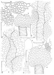 Fig. 123. Mnioloma novaezelandiae J.J.Engel (1–3) and M. fuscum (Lehm.) R.M.Schust. (4–9). 1. Portion of leading shoot showing leaf bases (dorsal view); note that the insertion lines delimit a leaf-free strip of 2 stem cells wide. 2. Portion of stem with underleaf; note ventral merophyte width of 6 cells. 3. Stem, cross section. 4. Portion of leading shoot showing leaf bases (dorsal view); note that the insertion lines extend to the stem midline; note also the tooth at base of leaf at upper right. 5. Leaf. 6. Dorsal base of leaf with 1-celled tooth capped by a slime papilla. 7. Median leaf cells, the papillose surface shown in part. 8. Portion of stem with underleaf; note ventral merophyte width of 13 cells. 9. Underleaf apex showing the minute notch and the differentiated cells ringing the sinus. (Figs. 1–3, from type of M. novaezelandiae; 4–9, from type of M. fuscum.). © All rights reserved. [Image: 4XZ9]