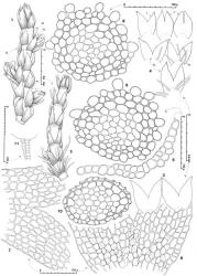 Fig. 125. Anthelia juratzkana (Limpr.) Trevis. 1. Portion of shoot with 3 short Frullania -type branches, dorsal-lateral view (HL = half-leaf, at left not indicated; UL = underleaf). 2. Portion of shoot, the rhizoids shown at bases of 2 lower underleaves, their position indicated elsewhere, ventral view. 3. Two leaves. 4. Three leaves (= L) and 3 underleaves (= UL, with rhizoids indicated), all from same shoot. 5. Cross section through leaf base; note bistratose sector. 6. Basal sector of leaf showing bistratose area, abaxial aspect. 7. Basal sector of underleaf. 8, 9. Stem, cross sections through distal sector of shoot. 10. Stem, cross sections through lower sector of shoot; note collapse of hyaloderm cells (drawn to same scale as figs. 8, 9). 11. Antheridial stalk. (Figs. 1, 2, 4, 7, 10, 11, from Engel 17883, New Zealand, South Is., Westland–Otago EP boundary, Mt. Aspiring Natl. Park, below and W of Mt. Shrimpton; 3, 5, 6, 8, 9, from Engel 22053, New Zealand, South Is., Canterbury EP, Arthur's Pass Natl. Park, area immediately below summit of Avalanche Peak.). © All rights reserved. [Image: 4XZB]