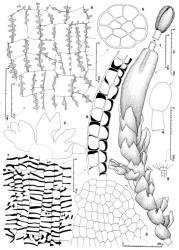 Fig. 127. Metahygrobiella drucei R.M.Schust. 1. Leading shoot with gynoecium and mature sporophyte + a Frullania -type branch (HL = half-leaf), dorsal-lateral view. 2. ♀ Bracts, and in middle, bracteole. 3. Lobe of ♀ bract. 4. Seta and capsule profile. 5. Seta, cross section. 6. Capsule wall, outer layer. 7. Capsule wall, inner layer. 8. Capsule wall, cross section. 9. Antheridial stalk. (Figs. 1–8, from Engel 17730, New Zealand, South Is., Otago EP, summit plateau of Mt. Maungatua, 825 m; 9, from Child 3835, New Zealand, South Is., Otago EP, Lammermoor Ra., ca. 760 m.). © All rights reserved. [Image: 4XZD]