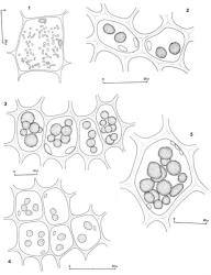 Fig. 128. Oil-bodies, all (except Fig. 1) with the outline of a few chloroplasts included. 1. Metahygrobiella drucei R.M.Schust. Leaf cells showing “Schrot-Korn” type of oil-bodies. 2. Allisoniella nigra subsp. nigra var. acutiloba J.J.Engel. Median leaf cells. 3. Cephalomitrion aterrimum (Steph.) R.M.Schust. Median disc cells. 4. Cephaloziella pseudocrassigyna R.M.Schust. ex J.J.Engel. Cells at base of lobe. 5. Pseudomarsupidium piliferum (Steph.) Herzog ex Grolle. Median leaf cells. (Fig. 1, from Glenny 8922, New Zealand, South Is., Canterbury EP, Arthur’s Pass, Margaret Tarns track; 2, from Glenny 9317, type; 3, from Glenny 9200, New Zealand, South Is., Westland, Upper Otira Valley; 4, from Engel 27333, New Zealand, South Is., Canterbury EP, Arthur’s Pass Natl. Park, Bealey Valley Track; 5, from Glenny 9727, New Zealand, South Is., Canterbury EP, Arthur's Pass, Bealey Chasm.). © All rights reserved. [Image: 4XZE]