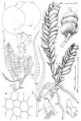 Fig. 129. Pseudomarsupidium piliferum (Steph.) Herzog ex Grolle. 1, 2. Leaves. 3. Portion of plant showing system of copiously branched, prostrate stolons and erect leafy shoots (la = leafy shoot, which was removed). 4. Sector of leafy shoot (note leaf insertion), lateral view. 5. Plant with leaves widely spreading. 6–8. Gynoecial branches. 9, 10. Awns of same leaf apex. 11. Median leaf cells. (Figs. 1–4, from Engel 14024, Tasmania, Cradle Mtn.–Lake St. Clair Natl. Park, Ballroom Forest; 5–8, after Grolle, 1972; 9, 10, from Engel 13798, Tasmania, near Scotts Peak Road; 11, from Norris 26966, Tasmania, trail to Adamsons Peak.). © All rights reserved. [Image: 4XZF]