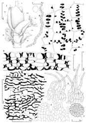 Fig. 130. Pseudomarsupidium piliferum (Steph.) Herzog ex Grolle. 1. Gynoecium with mature sporophyte (ventral view); note that a tubular perianth is absent, the cycle of all 3 perianth-forming bracts (= PB) are subequal in size and are partially fused to one another, but are otherwise free above; note that the perianth-forming bracts are conspicuously plicate. Note also the 2 innermost bracts (= BR) + bracteole (facing viewer) below the perianth-forming cycle, and also the position of unfertilized archegonia (= UA at arrow) (CAL = calyptra; PB = bract of perianth forming cycle; BR = bracts (true) of innermost cycle; S = seta.) 2. Portion of apex of uppermost true bract (non-perianth forming cycle). 3. Portions of apex of innermost bracts of perianth forming cycle. 4. Capsule wall, outer layer. 5. Capsule wall, inner layer. 6. Capsule wall, cross section. 7. Spore. 8. Elater + spore outline (tuberculae included). (All from Braggins 99269A, New Zealand, North Is., Egmont Natl. Park, Mt. Taranaki, Potaema Track.). © All rights reserved. [Image: 4XZG]