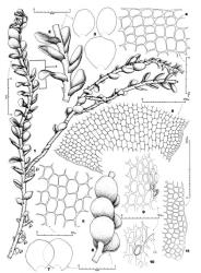 Fig. 131. Adelanthus gemmiparus (R.M.Schust.) E.A.Hodgs. 1. Erect leafy shoot with basal gynoecia, dorsal view. 2. Sector (indicated by bracket) of shoot shown in Fig. 1, dorsal view. 3. Three leaves (drawn to same scale). 4. Portion of leaf apex. 5. Leaf base. 6. Median leaf cells. 7. Leaves. 8. Sector of leafy shoot, lateral view. 9, 10. Stem cells and underleaves, at top the underleaf consists of a pair of laterally juxtaposed cells and associated slime papillae, at bottom of 1 cell and slime papillae (LC = leaf cell). 11. Median sector of leaf margin. (All from Norris 28517, Tasmania.). © All rights reserved. [Image: 4XZH]