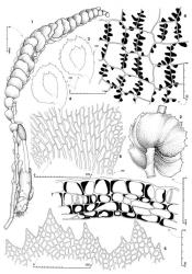 Fig. 132. Adelanthus falcatus (Hook.) Mitt. 1. Sporophyte-bearing plant. 2. Sector of erect leafy branch, lateral view. 3, 4. Leaves (DM = dorsal margin) and within, a leaf from distal, attenuated region of shoot. 5. Distal sector of leaf. 6. Basal sector of leaf (DM = dorsal margin). 7. Capsule wall, cross section. 8. Capsule wall, outer layer. (Figs. 1, 7, 8, from Norris 27836, Tasmania, Cradle Mtn.–Lake St. Clair Natl. Park; between Lake Solitude to Little Hugel; 2, from Engel 13904, Tasmania, Weindorfers Forest; 3–6, from Engel 23633, New Zealand, North Is., Auckland EP, Kaimai–Mamaku Forest Park, Aongatete R.). © All rights reserved. [Image: 4XZI]