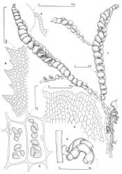 Fig. 133. Adelanthus falcatus (Hook.) Mitt. 1. Plant with numerous basal androecia (* = position of severed leafy shoots). 2. Detail of the androecial branch indicated by arrow in Fig. 1. 3. Portion of distal sector of ♂ bract. 4. Antheridial stalk. 5. Median cells with oil-bodies. 6. Median sector of ventral margin of leaf. (Figs. 1, 2, from Engel 14135A, Tasmania, just W of Watersmeet, W of SW end of Lake St. Clair; 3, 4, from Schuster 55486, New Zealand, South Is., Fiordland EP, Cascade Creek; 5, from Glenny 9599, New Zealand, South Is., Western Nelson EP, Stockton Plateau; 6, from Engel 23633, New Zealand, North Is., Auckland EP, Kaimai–Mamaku Forest Park, Aongatete R.). © All rights reserved. [Image: 4XZJ]