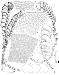 Fig. 134. Adelanthus occlusus (Hook f. & Taylor) Carrington. 1. Erect leafy shoots and, at base, stolons, lateral-dorsal view. 2. Erect leafy shoot. 3. Sector of erect, leafy shoot, lateral view (drawn at same scale as Fig. 4). 4. Leaves. 5. Median-distal sector of leaf showing cell arrangement in ± regular rows and tiers. 6. Median cells of leaf. 7. Basal cells of leaf. (Figs. 1, 2, from Engel 16257, Tasmania, SE of Black Bluff; 3–7, from Engel 24285, New Zealand, Stewart Is., Mt. Rocky summit area.). © All rights reserved. [Image: 4XZK]