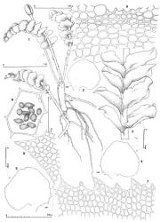 Fig. 135. Wettsteinia schusteriana Grolle. 1. Portion of plant with mature sporophyte; note distribution of unfertilized archegonia on calyptra (= CAL). 2. Portion of main shoot, dorsal view. 3–5. Leaf outlines (DM = dorsal margin); all drawn to same scale. 6. Oil-bodies of median leaf cell. 7. Portion of median sector of ventral margin of leaf. 8. Portion of basal sector, dorsal margin of leaf. 9. Stem, cross section. (Fig. 1, from Child 1594, New Zealand, South Is., Lake Hauroko; 2–5, 7–9, Engel 24697, New Zealand, South Is., Southland EP, Waikaia State Forest, junction of Waikaia R. track and Tison Peak track; 6, from Glenny 8917, New Zealand, Western Nelson EP, Paparoa Ra., Moonlight Creek.). © All rights reserved. [Image: 4XZL]