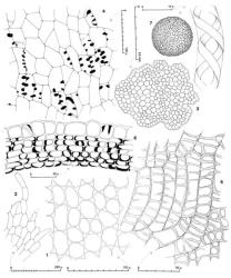 Fig. 136. Wettsteinia schusteriana Grolle. 1. Median leaf cells. 2. Portion of lateral margin of ♀ bractlet. 3. Seta, cross section. 4. Capsule wall, outer layer. 5. Capsule wall, inner layer. 6. Capsule wall, cross section. 7. Spore and portion of elater drawn to same scale. (Fig. 1, from Engel 24697, New Zealand, South Is., Southland EP, Waikaia State Forest, junction of Waikaia R. track and Tison Peak track; 2, 7, Braggins 98420, New Zealand, South Is., Haast Pass summit; 3–6, from Child 1594, New Zealand, South Is., Lake Hauroko.). © All rights reserved. [Image: 4XZM]