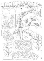 Fig. 137. Jackiella curvata Allison & E.A.Hodgs. 1. Leading shoot with mature and submature marsupia; note bractlets at mouth of both marsupia (lateral view) and convex rhizoid pads (= RP) visible near shoot base. 2. Main shoot (lateral view) with 2 mature ventral-intercalary androecial branches; note accessory scale-like lamellae at arrows and rhizoid pads (= RP). 3. Portion of leading shoot with ventral-intercalary branch, and, near leaf scar at base, a rhizoid pad; ventral view. 4. Sector of shoot showing rudimentary underleaves, ventral view. 5. Leaves. 6. Cells with oil-bodies (× 733). 7. Distal sector of leaf. 8. Dorsal base of leaf. 9. Ventral base of leaf. 10. Underleaves. 11. Gemmae. 12. Bractlets from mouth of marsupium. 13. Antheridial stalk. (Figs. 1–5, 7–13, from Engel 6562, New Zealand, South Is., Westland EP, Mt. Hercules Scenic Reserve; 6, from Engel 22353, New Zealand, North Is., Auckland EP, Coromandel Forest Park, ridge between Webb Creek Track and Billy Goat Track.). © All rights reserved. [Image: 4XZN]