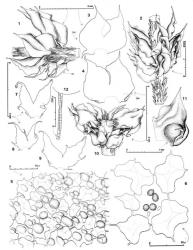 Fig. 138. Chandonanthus squarrosus (Hook.) Mitt. ex Schiffn. 1. Portion of shoot, lateral view, showing 2 leaves on far side of axis, 1 on near side and 3 underleaves (= UL); note stem paraphyllia. 2. Portion of shoot with some leaves removed to show stem paraphyllia, dorsal view; note stem paraphyllia. 3, 4. Leaf outlines (flattened) (DM = dorsal margin). 5. Cells of lower sector of leaf lobe showing large surface papillae. 6. Median cells with oil-bodies. 7–9. Underleaves, all drawn to same scale. 10. Sector of androecium showing 2 pairs of bracts, dorsal view. 11. Dorsal lobe of ♂ bract. 12. Antheridium. (Figs. 1–4, 7–9, from Engel 13771, Tasmania, near Scotts Peak Road; 5, from New Zealand, South Is., Westland EP, Westland Natl. Park, Franz Josef Glacier Valley; 6, from Glenny 8921, New Zealand, South Is., Canterbury EP, Arthur’s Pass, Margaret Tarns track; 10, 11, from Engel 16711, Tasmania, Clear Hill Road; 12, from Engel 13645, Tasmania, Adamsfield Track.). © All rights reserved. [Image: 4XZP]