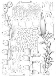 Fig. 140. Lophozia autoica R.M.Schust. 1. Shoot showing paroecious condition, dorsal view. 2. Portion of shoot, dorsal-lateral view; note oblique leaf insertion and rhizoid distribution. 3. Portion of shoot, dorsal view. 4–7. Leaves (VM = ventral margin). 8–13. Underleaves. 14, 15. Ventral (= VL) and dorsal (= DL) lobes of leaf (both drawn to same scale). 16. Two ♀ bracts (above and below), and to right, bracteole (abaxial aspect). 17. Portion of perianth mouth. (All from Glenny 9116, New Zealand, South Is., Westland EP, Mt. Brown.). © All rights reserved. [Image: 4XZR]