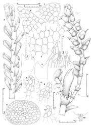 Fig. 141. Lophozia monoica (E.A.Hodgs.) J.J.Engel. 1. Portion of shoot showing paroecious condition, the 2 androecial branches arise as subfloral innovations (note the dorsal appendage on 2 distal androecial bracts). 2. Portion of shoot, dorsal view. 3, 4. Leaf outlines (drawn at same scale as figs. 1, 2). 5. Median leaf cells. 6, 7. Leaf lobes. 8–10. Underleaves (stippled cells = stem cells; LM = leaf margin); all drawn to same scale. 11. Stem, cross section (note mycorrhizal hyphae in a few cells in ventral sector). 12. Portions of perianth mouth. 13. Antheridial stalk. (All from type.). © All rights reserved. [Image: 4XZS]