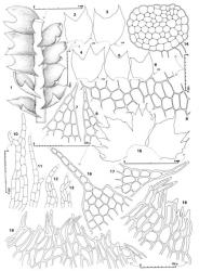 Fig. 142. Lophozia multicuspidata (Hook.f. & Taylor) Grolle. 1. Sector of sterile shoot, dorsal view. 2–6. Leaves (VM = ventral); all drawn to same scale. 7, 8. Distal sectors of leaf lobes. 9. Median leaf cells. 10–13. Underleaves. 14. Stem, cross section. 15. ♀ Bracts and in middle bracteole. 16, 17. Portions of lobes of 2 ♀ bracts. 18, 19. Portions of perianth mouth; note thick-walled cells. (All from Engel 21430, New Zealand, Marlborough near boundary with Nelson Prov., Mt. Richmond Forest Park, Red Hills, track to Maitland Hut.). © All rights reserved. [Image: 4XZT]