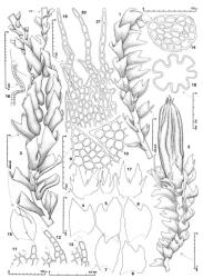 Fig. 143. Lophozia druceae Grolle & E.A.Hodgs. 1. Sector of shoot, dorsal-lateral view; note that some leaves (incipient ♂ bracts) have a dorsal tooth but are without suggestion of becoming saccate at the base. 2. Shoot with perianth, dorsal view. 3. Portion of leading shoot with an intercalary androecium, dorsal view; note 2 ventral-intercalary branches (= VIB) near distal end of androecium; note also that most non-ventricose leaves have a prominent tooth or lacinia near dorsal base (note that figure is drawn at same scale as Fig. 1, a sterile shoot). 4–8. Leaves. 9, 10. Distal sector of dorsal leaf lobes (drawn to same scale). 11–13. Underleaves (L = leaf). 14. Stem, cross section of sterile shoot; note mycorrhizal infection of both cortical and medullary cells. 15. ♂ Bract. 16. Antheridial stalk. 17. ♀ Bracts and in middle bracteole. 18. Cross section through median sector of perianth. 19–21. Distal sector of lobes of perianth mouth (drawn to same scale). (All from type.). © All rights reserved. [Image: 4XZU]