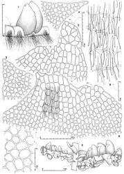 Fig. 145. Tritomaria exsecta (Schrad.) Loeske subsp. novaezelandiae J.J.Engel. 1. Leading shoot, lateral view; note succubous insertion and distribution of rhizoids, including from lateral sides of stem. 2. Leading shoot with 2 lateral-intercalary branches, dorsal view (gemmae are present at the tips of both branches). 3, 4. Leaf lobes without gemmae formation (both drawn to same scale). 5, 6. Distal sectors of leaves involved with gemmae formation (DL = dorsal lobe; VL = ventral lobe), note that distal cells are larger, the striae indicated in part in Fig. 6. 7. Intramarginal cells in dorsal-basal third of leaf. 8. Median-basal cells of leaf showing surface striae (lower = leaf base). (All from type.). © All rights reserved. [Image: 4XZW]