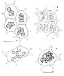 Fig. 146. Oil-bodies, all with the outline of a few chloroplasts included. 1. Adelanthus gemmiparus (R.M.Schust.) E.A.Hodgs. Median leaf cells. 2. Adelanthus occlusus (Hook.f. & Taylor) Carrington. Median leaf cells. 3. Lophozia autoica R.M.Schust. Median lamina cells. 4. Lophozia cf. monoica (E.A.Hodgs.) J.J.Engel. Median lamina cells. (Fig. 1, from Engel 26952, New Zealand, North Is., Tongariro Natl. Park, Falls Track, off Ohakune Mt. Road; 2, from Engel 27075, New Zealand, South Is., Western Nelson EP, Kahurangi Natl. Park, Matiri Ra., Thousand Acres Plateau; 3, from Glenny 9116, New Zealand, South Is., Westland EP, Mt. Brown; 4, from Glenny 9110, New Zealand, South Is., Westland EP, Mt. Brown.). © All rights reserved. [Image: 4XZX]