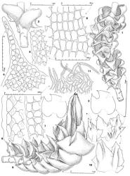 Fig. 147. Anastrophyllum schismoides (Mont.) Steph. (figs. 1–6, 9–11,  var. schismoides; 7, 8,  var. crassulum). 1. Portion of shoot with sterile sector (basal) and (distally) the basal sector of androecium, dorsal view (note androecium wider than sterile sector). 2. Leaf pair (note leaf insertion), ventral view. 3. Leaves (to left and right of perianth). 4. Leaf lobe (distal sector). 5. Dorsal margin of lamina. 6, 7. Margins in distal sector of leaf lamina, the exposed wall of marginal cells in Fig. 6 is hyaline (both figs. drawn at same scale as Fig. 8). 8. Cells toward base of lobe. 9. Shoot with gynoecium, dorsal-lateral view. 10. Innermost ♀ bracts (at arrows) and (upper left, at *) a smaller scale-like bract. 11. Perianth mouth. (Figs. 1, 2, from Engel 17959, New Zealand, South Is., Westland EP, Mt. Aspiring Natl. Park, summit area of Haast Pass; 3–5, from Engel 21978, New Zealand, South Is., Fiordland EP, head of Gertrude Valley; 6, from Engel 12834, Tasmania, Hartz Mountains Natl. Park, summit of Devils Backbone; 7, 8, from type of  var. crassulum; 9–11, from Hatcher 693, New Zealand, South Is., Fiordland EP, trail between Gunn's Camp and Hidden Falls.). © All rights reserved. [Image: 4XZY]