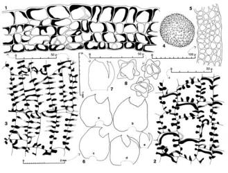 Fig. 148. Anastrophyllum schismoides (Mont.) Steph. 1. Capsule wall, cross section. 2. Capsule wall, outer layer. 3. Capsule wall, inner layer. 4. Spore (× 1760). 5. Perianth base, cross section. 6. Subinvolucral + involucral bracts from one side of axis, consecutive sequence from outer (= a) to innermost (= e, which is also shown at higher mag. in Fig. 7). 7. Innermost ♀ bract (inserted on lower sector of perianth). 8. Gemmae. (Fig. 8, from Engel 15134, Tasmania, Sentinel Ra., between Lakes Gordon and Pedder; remainder from Cameron 757J, New Zealand, North Is., Auckland EP, Coromandel Ra., SE of Mt. Moehau.). © All rights reserved. [Image: 4XZZ]