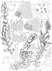 Fig. 149. Anastrophyllum papillosum J.J.Engel & Braggins. 1. Leading shoot with intercalary androecium, dorsal view. 2. Leading shoot with gynoecium, dorsal view (note dorsal sectors of 2 subfloral leaves not shown to reveal insertions). 3. Main shoot with lateral-intercalary branch (note the branch originates from ventral end of leaf axil; note also the undivided leaf, at arrow), dorsal-lateral view. 4, 5. Leaves (dl = dorsal lobe). 6. Four underleaves. 7. Distal sector of dorsal lobe (surface detail shown in part). 8. Distal sector of ventral lobe (surface detail shown in part). 9, 10. Base of dorsal margin of leaf showing small tooth (both figs. drawn to same scale). 11. Leaf cells with oil-bodies (× 1270). 12. Innermost ♀ bracts from same gynoecium (dl = dorsal lobe). 13. Portions of perianth mouth. 14. Antheridial stalk. (All from holotype.). © All rights reserved. [Image: 4Y00]