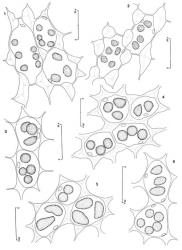 Fig. 150. Oil-bodies, all with the outline of a few chloroplasts included. 1. Anastrophyllum schismoides (Mont.) Steph. Basal cells of lamina. 2. Anastrophyllum schismoides (Mont.) Steph. Cells of lobe base. 3. Andrewsianthus cuspidatus R.M.Schust. Cells at lobe base. 4. Andrewsianthus perigonialis (Hook.f. & Taylor) R.M.Schust. Median lamina cells. 5. Andrewsianthus cuspidatus R.M.Schust. Median lamina cells. 6. Andrewsianthus perigonialis (Hook.f. & Taylor) R.M.Schust. Cells of upper leaf middle. (Figs. 1, 2, from Glenny 9192, New Zealand, South Is., Westland EP, Okarito, Kohuamarua Bluff track; 3, from Glenny 9206, New Zealand, South Is., Westland EP, Upper Otira Valley; 4, from Engel 27283, New Zealand, South Is., Canterbury EP, Arthur’s Pass Natl. Park, Otira Valley Track; 5, from Glenny 9335, New Zealand, Stewart Is., Gog; 6, from Glenny 9321, New Zealand, Stewart Is., Belltopper Falls.). © All rights reserved. [Image: 4Y01]