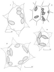 Fig. 151. Oil-bodies. 1. Solenostoma hodgsoniae (Grolle) J.J.Engel. Median leaf cell, the outline of a few chloroplasts included. 2. Solenostoma orbiculatum (Colenso) R.M.Schust. (× 775). Median leaf cells. 3. Solenostoma cryptogynum R.M.Schust. ex J.J.Engel. Median leaf cell, the outline of a few chloroplasts included. 4. Solenostoma cryptogynum R.M.Schust. ex J.J.Engel. Median leaf cell. (Fig. 1, from Engel 24777, New Zealand, Westland EP, Cascade Road, just W of Jackson R.; 2, from Engel 22656, New Zealand, North Is., Northland EP, Waipoua Forest, Waikohatu Stream at Waikohatu Kauri Bridge; 3, from Glenny 9417, New Zealand, South Is., Western Nelson EP, Reefton, Awarau R.; 4, from Glenny 9096, New Zealand, South Is., Westland EP, Lake Kaniere Road.). © All rights reserved. [Image: 4Y03]