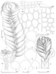 Fig. 153. Solenostoma hodgsoniae (Grolle) J.J.Engel. 1. Shoot with lateral-intercalary branch at lower left, dorsal view. 2. Androecial-bearing shoot. 3–8. Leaves (all drawn to same scale). 9. Longitudinal section through basal sector of 2 leaves (the base at left). 10. Median leaf cells. 11. Sector of leaf apex. 12. Antheridial stalk. (Figs. 1, 3–8, 10, 11, from Engel 21152, New Zealand, South Is., Western Nelson EP, track to German Terrace, 6 km SSE of Westport on Nine Mile Road, 90 m; 2, 12, from Braggins 84/400A, New Zealand, North Is., Wellington, Akatarawa; 9, from Engel 25036, New Zealand, South Is., Western Nelson EP, Mt. Arthur, Mt. Arthur Hut track, 1050–1250 m.). © All rights reserved. [Image: 4Y05]