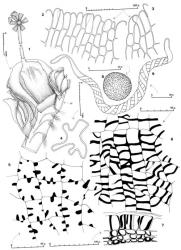 Fig. 154. Solenostoma hodgsoniae (Grolle) J.J.Engel. 1. Shoot apex with mature sporophyte, dorsal-lateral view (SI = subfloral intercalary innovation; the innermost bracts on near side removed for clarity). 2, 3. Portions of perianth beak. 4. Perianth, cross section through median sector. 5. Capsule wall, outer layer. 6. Capsule wall, inner layer. 7. Capsule wall, cross section. 8. Spore. 9. Elater. (Figs. 1, 5–9, from Braggins 84/400A, New Zealand, North Is., Southern North Is. EP, Akatarawa; 2–4, from Engel 21152, New Zealand, South Is., Western Nelson EP, track to German Terrace, 6 km SSE of Westport on Nine Mile Road, 90 m.). © All rights reserved. [Image: 4Y06]