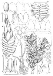 Fig. 155. Jamesoniella kirkii Steph. 1. Portion of shoot with Frullania -type branch (= FB; HL = half-leaf), dorsal view. 2. Portion of shoot, ventral view. 3. Portion of shoot, lateral view. 4, 5. Leaves. 6. Upper median leaf cells. 7. Apiculate leaf apex. 8. Gynoecium with mature sporophyte, ventral view. 9. Innermost ♀ bracts and in middle, bracteole (adaxial view). 10. Portion of perianth mouth. 11. ♂ Bract (note wing). (Figs. 1–3, 5–10, from Engel 18000, New Zealand, South Is., Westland EP, Mt. Aspiring Natl. Park, summit area of Haast Pass; 4, from Engel 19123, New Zealand, South Is., Western Nelson EP, Paparoa Ra., N side of Fox R.; 11, from Reif C126A, New Zealand, South Is., Westland EP, Alexander Ra., Camp Creek.). © All rights reserved. [Image: 4Y07]