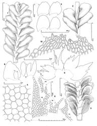 Fig. 156. Jamesoniella tasmanica (Hook.f. & Taylor) Steph. 1. Portion of shoot, dorsal view. 2. Portion of shoot, dorsal view. 3. Leaf outlines. 4. Upper-median leaf cells. 5. Portion of shoot, ventral view. 6. Underleaves (VM = ventral margin). 7. Unlobed and lobed first branch underleaves. 8. Winged ♂ bract. 9. Innermost ♀ bracts and in middle, bracteole. 10. Perianth mouth. (Figs. 1, 4, 5, 7, from Engel 18762, New Zealand, South Is., Fiordland EP, off track along East Branch of Eglinton R., SE of Mt. Eglinton; 2, from Engel 20702, New Zealand, North Is., Volcanic Plateau EP, Whirinaki Forest Park, near Whirinaki R., SSW of Minginui; 3, from Engel 17978, New Zealand, South Is., Westland EP, Mt. Aspiring Natl. Park, summit area of Haast Pass; 6, from Engel 21429, New Zealand, South Is., Sounds–Nelson EP, Mt. Richmond Forest Park, Red Hills, track to Maitland Hut; 8–10, from Hatcher 268, New Zealand, North Is., Northland EP, Waipoua Kauri Forest.). © All rights reserved. [Image: 4Y08]