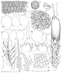 Fig. 157. Jamesoniella colorata (Lehm.) Schiffn. 1. Sector of main shoot, dorsal-lateral view. 2. Leaves (adaxial face, with united underleaf at left); border of bleached, glistening cells indicated on leaf at left. 3. Leaves (UL = underleaf). 4. Underleaf. 5. Underleaf (= UL) and portion of ventral margin of leaf (= VM). 6. Cells of leaf apex showing guttulate papillae. 7. Upper-median leaf cells showing guttulate papillae. 8. Gynoecium with mature sporophyte, ventral view. 9. Portion of perianth mouth. 10. Innermost ♀ bracts and in middle, bracteole. 11. Spore (× 1070). 12. ♂ Bract and to right a lobule of second bract. (Figs. 1, 3, 5, 6, 8–12, from Hatcher 943, New Zealand, South Is., Fiordland EP, N side of McKerrow R., Martins Bay; 2, 4, 7, from Engel 21964, New Zealand, South Is., Fiordland EP, Gertrude Valley.). © All rights reserved. [Image: 4Y09]