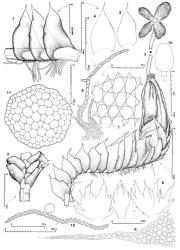 Fig. 159. Cuspidatula monodon (Hook.f. & Taylor) Steph. 1. Sector of shoot, lateral view. 2. Sector of shoot, ventral view; note very narrow ventral merophytes. 3. Shoot with mature sporophyte. 4, 5. Leaves, ventral margin to right. 6. Portion of leaf apex. 7. Median leaf cells. 8. ♀ Bracts, and in middle, bracteole. 9. Portion of perianth mouth. 10. Capsule profile. 11. Seta, cross section. 12. Elater and spore profile at same scale. (Figs. 1, 2, 7, from Engel 12855, Tasmania, Arve Valley; 3, from Engel 16020, Tasmania, West Downs; 4–6, from Engel 24907, New Zealand, South Is., Westland EP, Lake Kaniere Scenic Reserve, Lake Kaniere; 8, from Engel 23606, New Zealand, North Is., Auckland EP, Kaimai Ra., spur ESE of Ngatamahinerua; 9, from Engel 13155, Tasmania, Tasman Peninsula; 10, 12, from Engel 23541, New Zealand, North Is., Auckland EP, Kaimai Ra., Aongatete network of tracks at the end of Wrights Road off Katikati–Tauranga highway; 11, from Engel 18000, New Zealand, South Is., Westland EP, summit area of Haast Pass.). © All rights reserved. [Image: 4Y0B]