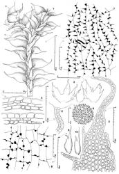 Fig. 160. Cuspidatula monodon (Hook.f. & Taylor) Steph. 1. Sector of shoot with Frullania -type branch (= FB) (dorsal view). Note that the half-leaf (= HL) is distinctly connate with the first branch underleaf. 2. ♀ Bracts, and in middle, bracteole. 3. Distal sector of ♀ bract lobe. 4, 5. Capsule wall, cross sections (both drawn to same scale). 6. Capsule wall, outer layer. 7. Capsule wall, inner layer. 8. Spore. 9, 10. Lobules of ♂ bracts, note short spur or wing at arrows. 11. Antheridial stalk. (Fig. 1, from Engel 24907, New Zealand, South Is., Westland EP, Lake Kaniere Scenic Reserve, Lake Kaniere; 2, 3, from Engel 23606, New Zealand, North Is., Auckland EP, Kaimai Ra., spur ESE of Ngatamahinerua; 4–8, from Engel 23541, New Zealand, North Is., Auckland EP, Kaimai Ra., Aongatete network of tracks at the end of Wrights Road off Katikati–Tauranga highway; 9–11, from Engel 23998, New Zealand, North Is., Gisborne EP, Urewera Natl. Park, Huiarau Ra., summit area of Te Rangaakapua.). © All rights reserved. [Image: 4Y0C]