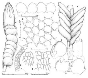 Fig. 161. Cryptochila nigrescens (Steph.) Grolle. 1. Sector of shoot showing interlocking leaf insertions, dorsal view. 2. Leaves. 3. Upper median leaf cells. 4. Mature gynoecium, lateral view. 5. Innermost ♀ bracts and, in middle, bracteole (= BROL). 6. Portions of perianth mouth. 7. ♂ Bract. 8. Antheridial stalk. (Figs. 1, 4–6, from Engel 19273, New Zealand, South Is., Western Nelson EP, Paparoa Ra., N side of Tiropahi R., W side of Highway 6 ca. 500 m N of bridge over R.; 2, 3, 7, 8, from Engel 19272, same loc.). © All rights reserved. [Image: 4Y0D]