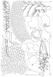 Fig. 162. Cryptochila grandiflora (Lindenb. & Gottsche) Grolle. 1. Shoot with recurved shoot tip, basal stoloniform axis and ventral-intercalary stoloniform branch, ventral lateral view. 2. Sector of main shoot, lateral view. 3. Leaves. 4. Cells of leaf apex. 5. Median-basal leaf cells. 6. Stem paraphyllium (in situ, lateral aspect). 7. Gynoecium with mature sporophyte, ventral view. 8, 9. Innermost ♀ bracts and in middle bracteole (= BTO; L = accessory lamellae; both at same scale). 10. ♂ Bract. (Figs. 1–9, from Hatcher 295a, New Zealand, North Is., Taranaki EP, Pukeiti Bush; 10, from Hatcher 1743, New Zealand, South Is., Fiordland EP, head of Lake McKerrow.). © All rights reserved. [Image: 4Y0E]