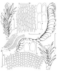 Fig. 163. Cryptochila acinacifolia (Hook.f. & Taylor) Grolle. 1. Lower sector of older, leading shoot with an erect, leafy ventral-intercalary branch, lateral view. 2. Portion of leading leafy branch, dorsal view. 3. Portion of leading leafy branch, ventral view. 4, 5. Leaves. 6. Leaf, cross sections through base (DM = dorsal margin). 7. Distal sector of leaf. 8. Median-basal leaf cells. (Figs. 1–4, 6–8, from Vitt 2402B, Campbell Is.; 5, from Child H4597, New Zealand, South Is., Westland EP, Kelly's Hill, N of Otira.). © All rights reserved. [Image: 4Y0F]