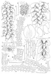 Fig. 164. Diplophyllum verrucosum R.M.Schust. 1. Sector of shoot, dorsal view. 2. Shoot sector showing four-ranked condition, dorsal view. 3. Sector of shoot, lateral view. 4. Leaves. 5. Leaf with lobes spread, the vitta shown by stipple. 6. Upper-median cells of ventral lobe, with coarse surface papillae shown in part. 7. Distal sector of ventral margin of ventral lobe. 8. Base of ventral lobe ventral margin, surface detail not shown. 9. Base of free margin of dorsal lobe, surface detail not shown. 10. Median-basal cells of leaf. 11–13. Antheridial stalks, with detail of portion of a stalk indicated at right in Fig. 13 (the antheridia in Fig. 12 were obtained from a single inflorescence, the same for Fig. 13, Fig. 11 drawn to same scale as 12 and 13). 14. Portion of perianth mouth; surface papillae indicated in part. (Figs. 1–11, 14, from type; 12, from Engel 21982, New Zealand, South Is., Fiordland EP, head of Gertrude Valley; 13, from Engel 18557, New Zealand, South Is., Fiordland EP, plateau and slopes below Mt. Burns.). © All rights reserved. [Image: 4Y0G]