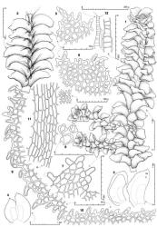 Fig. 165. Diplophyllum gemmiparum J.J.Engel & Merrill 1. Main shoot with 2 lateral-intercalary branches, dorsal view; note masses of gemmae at apices of main shoot and lower branch. 2. Sector of shoot, ventral view (note position of rhizoids, the rhizoid pads stippled). 3. Leaves, dorsal and ventral aspects, the vitta shown by stipple (DL = dorsal lobe). 4. Leaf with lobes spread, the vitta shown by stipple. 5, 6. Apices of ventral lobe. 7. Apex of dorsal lobe showing mucro. 8. Gemmae. 9. Basal sector of ventral lobe ventral margin. 10. Distal sector of ventral lobe ventral margin. 11. Basal cells of ventral lobe (B = lobe base; keel to left); a few cells from near ventral base of lobe drawn at upper right at same scale. 12. Antheridial stalk, with detail of lower sector shown at right. (All from type.). © All rights reserved. [Image: 4Y0H]