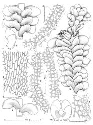 Fig. 166. Diplophyllum dioicum R.M.Schust. 1. Portion of main shoot, dorsal view. 2. Leaf pair, ventral view. 3. Leaf. 4. Dorsal (right) and ventral aspects of same leaf, the vitta shown by stipple. 5. Basal cells of ventral lobe in sector near keel (= K). 6. Distal sector of ventral lobe ventral margin. 7. Base of ventral lobe ventral margin. 8. Base of free margin of dorsal lobe. 9. Sector of stem, cross section. 10. Shoot with perianth and subfloral innovation, the apex of bract at arrow removed to show innermost bract. (All from type.). © All rights reserved. [Image: 4Y0I]