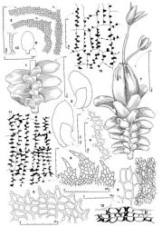 Fig. 167. Diplophyllum domesticum (Gottsche) Steph. 1. Portion of main shoot, dorsal view. 2. Two leaves. 3. Distal portion of ventral lobe (= VL) and dorsal lobe (= DL). 4. Sector of distal half of ventral lobe ventral margin. 5. Base of ventral lobe ventral margin. 6. Median cells of ventral lobe, with coarse surface papillae shown in part. 7. Mature gynoecium showing paroecious condition, dorsal view; note the perianth contains 2 sporophytes. 8. Portion of perianth mouth. 9. Capsule profile. 10. Capsule wall, outer layer. 11. Capsule wall, inner layer. 12. Capsule wall, cross section. 13. Antheridial stalk. (All from Engel 17575, New Zealand, South Is., Otago EP, S side of Mt. Cargill, just below summit.). © All rights reserved. [Image: 4Y0J]